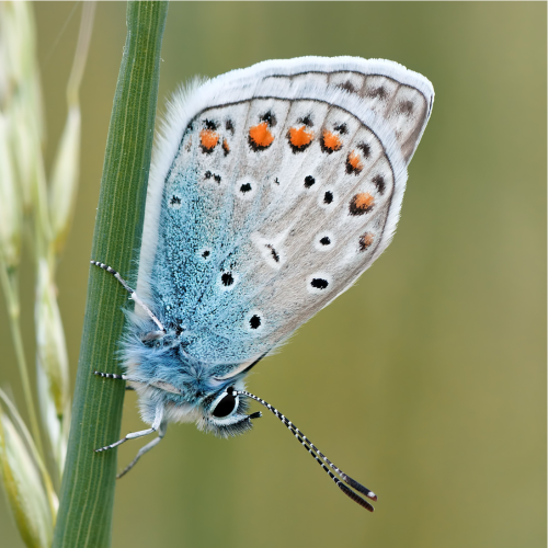 Icarusblauwtje PX VIERKANT Icarusblauwtje PX VIERKANT